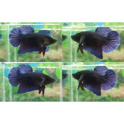 (ขายแล้วครับ)"คัดเกรด"ปลากัดยักษ์ครีบสั้น-Giant Fancy Lavender