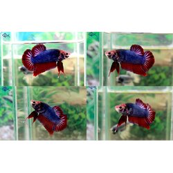 (ขายแล้วครับ)ปลากัดยักษ์ครีบสั้น-Giant Fancy