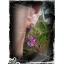 ต่างหูคริสตัลหัวใจ + เม็ดแหลม สีม่วงเคลือบวาวพิเศษ