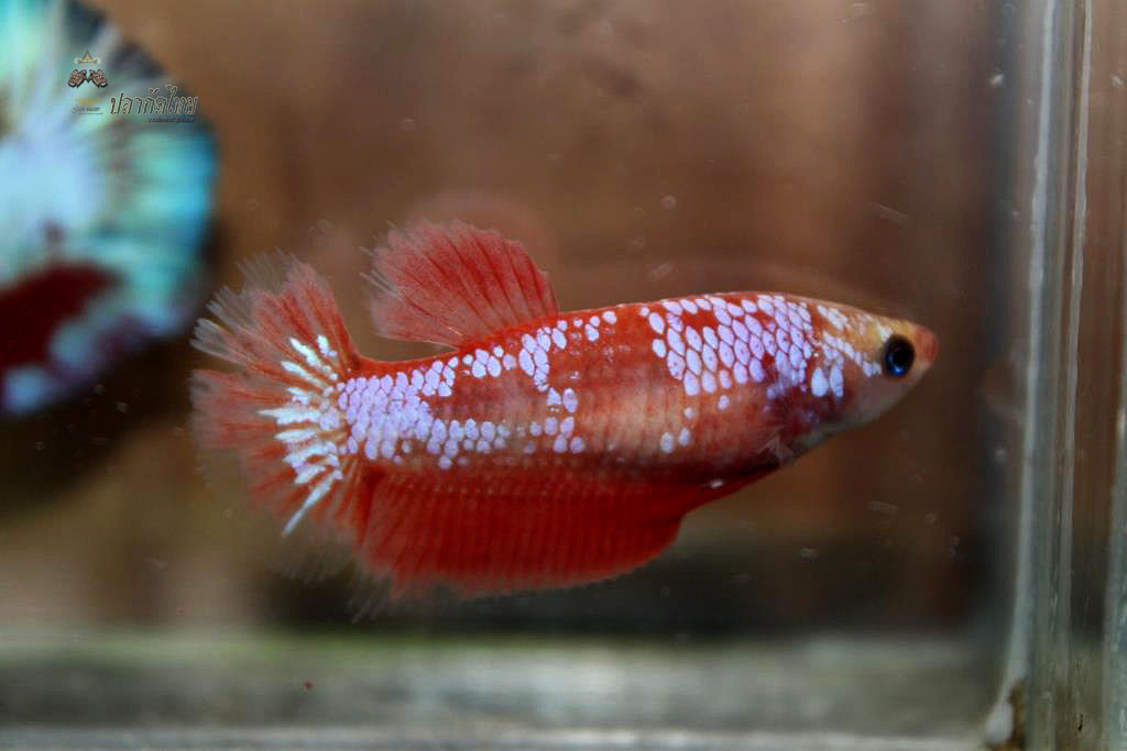 ปลากัดคัดเกรดครีบสั้นตัวเมีย - Halfmoon Plakad Fancy Dragon Premium Quality Grade