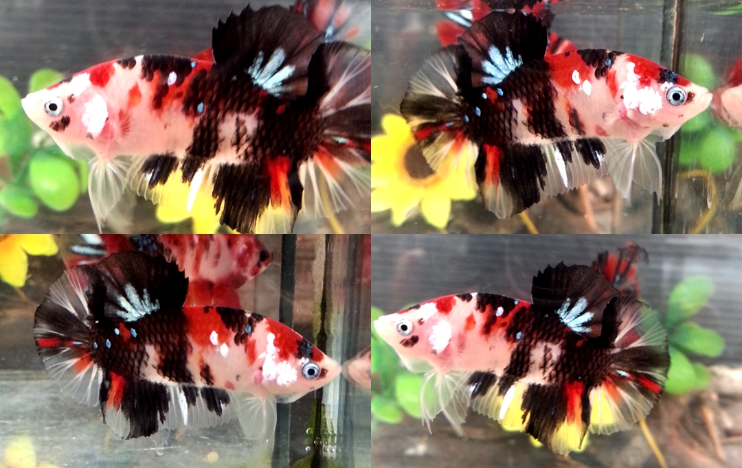 "Koi" ปลากัดคัดเกรดครีบสั้น - Halfmoon Plakad Fancy Koi Premium Quality Grade