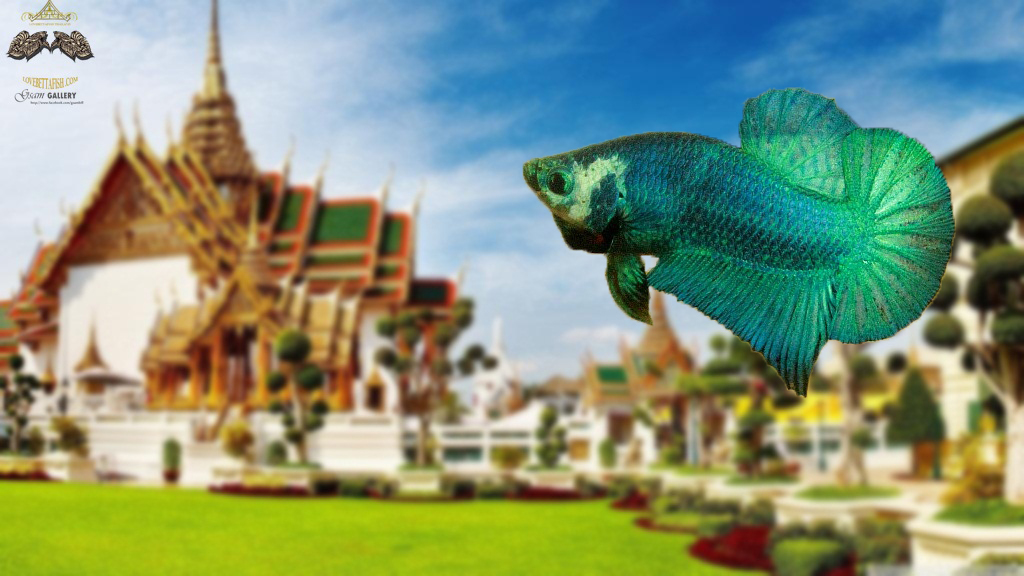 (ขายแล้วครับ)"คัดเกรด"ปลากัดครีบสั้น-Halfmoon Plakats Green Monsterz