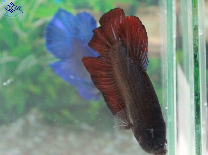 (ขายแล้วครับ)"คัดเกรด"ปลากัดยักษ์ครีบสั้น-Giant Fancy Black and Red