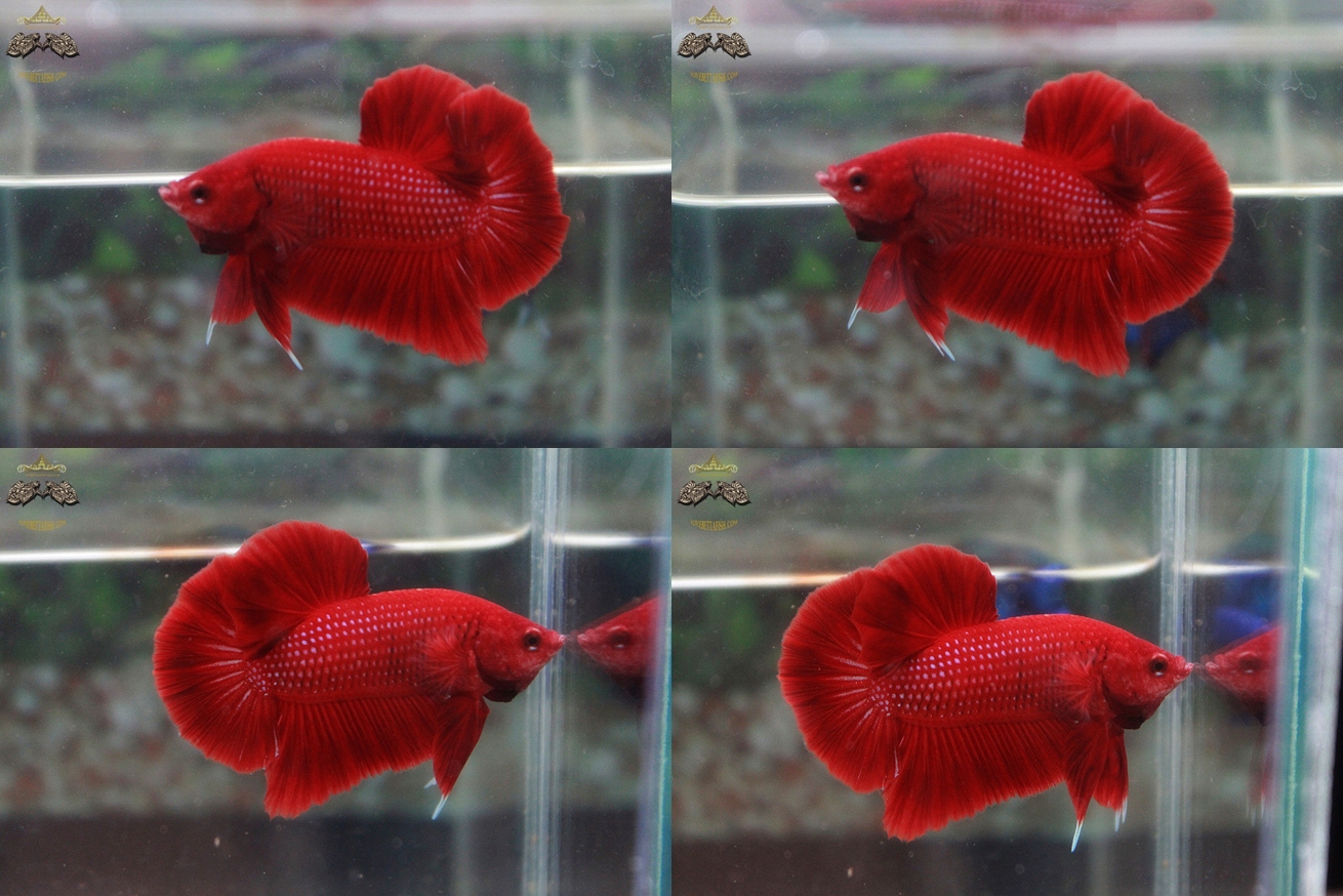 (ขายแล้วครับ)"คัดเกรด"ปลากัดครีบสั้น-Halfmoon Plakats Super Red
