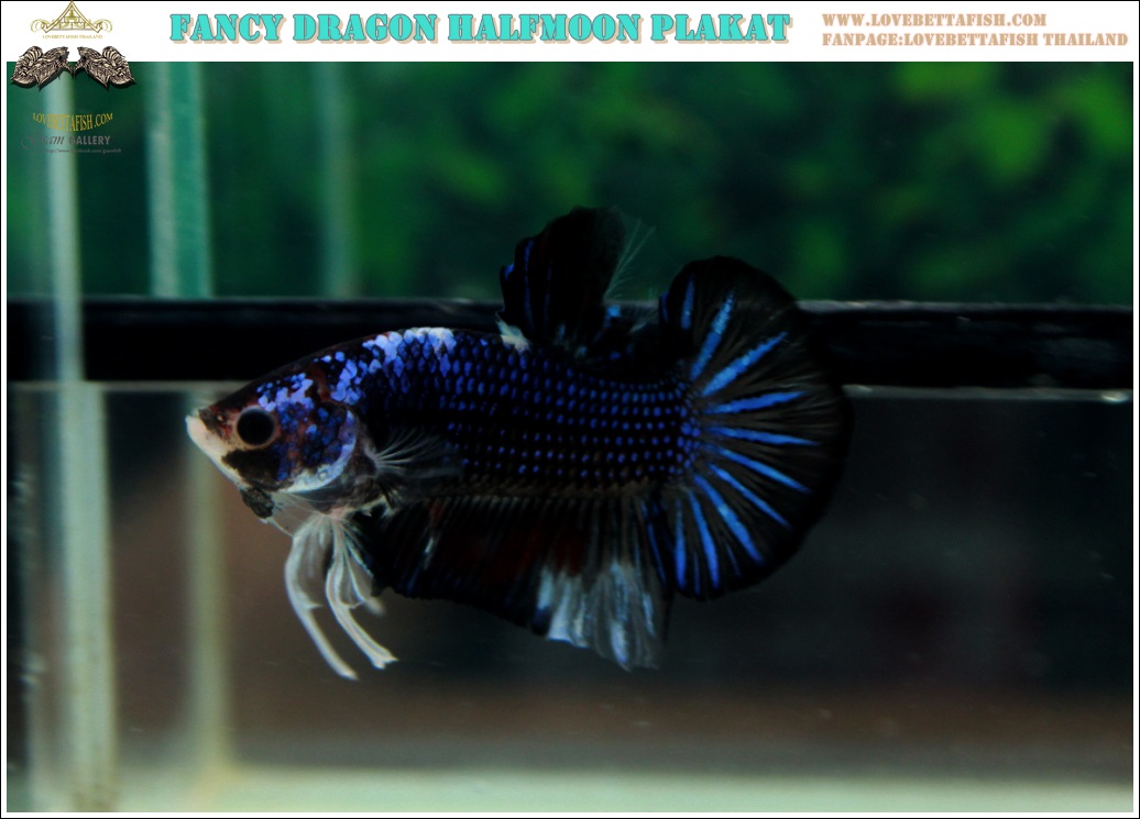 (ขายแล้วครับ)"คัดเกรด"ปลากัดครีบสั้น-Halfmoon Plakats Fancy Dark Dragon