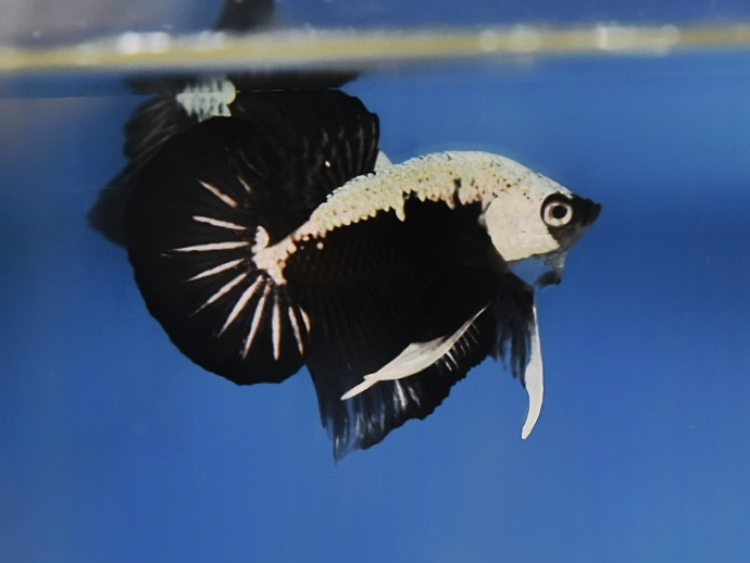 'ปลาวัยรุ่นอนาคตไกล' ปลากัดคัดเกรดครีบสั้น - Halfmoon Plakad Black Samurai Premium Quality Grade