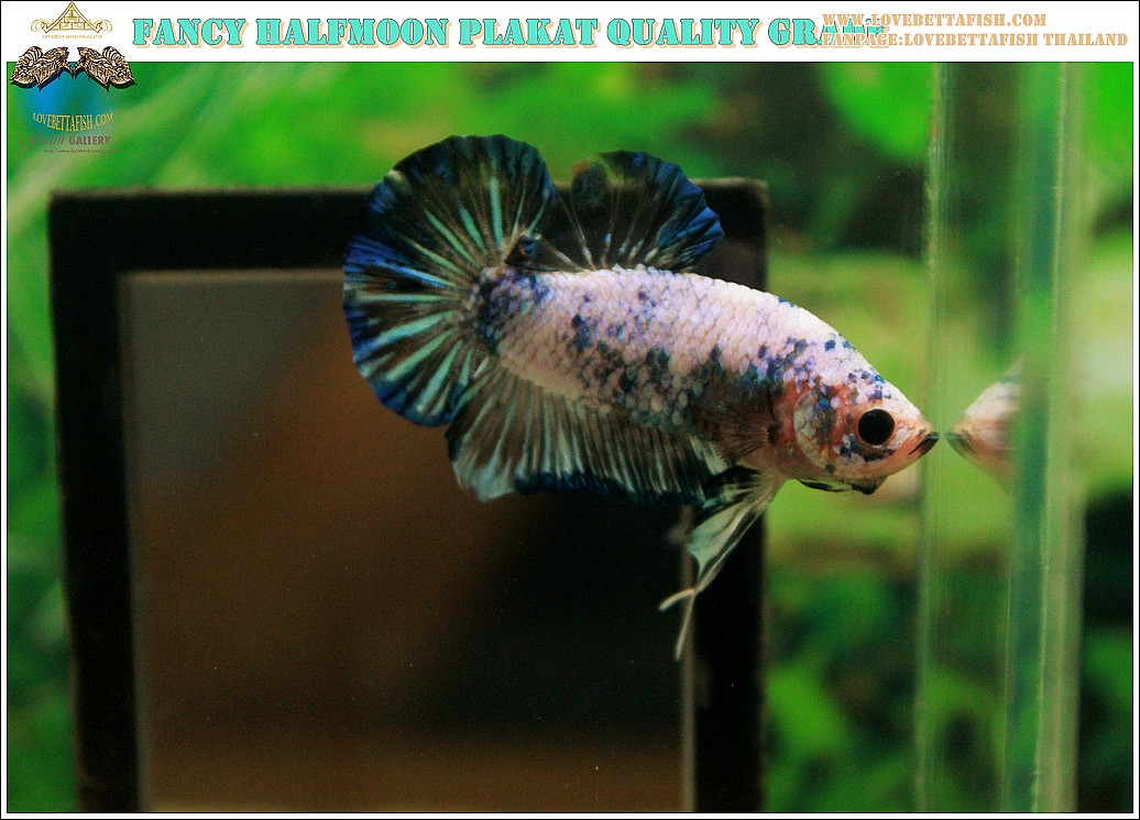 ปลากัดครีบสั้น-Halfmoon Plakat Fancy