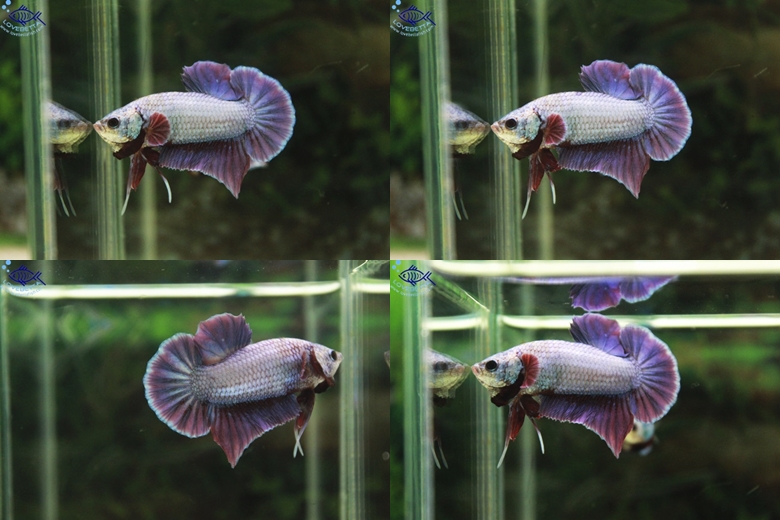 (ขายแล้วครับ)"คัดเกรด"ปลากัดครีบสั้น-Halfmoon Plakats Fancy1