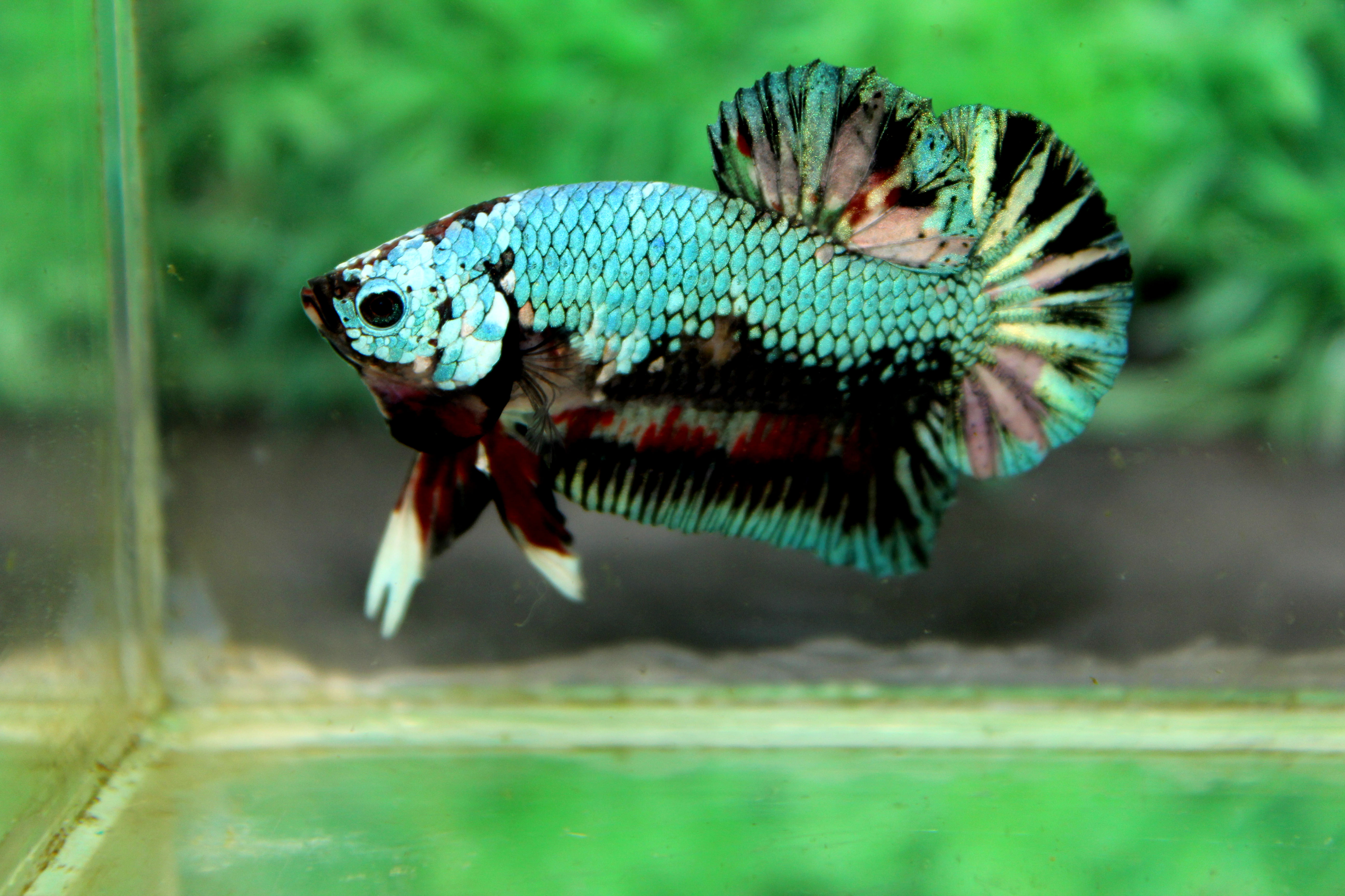 คัดเกรดปลากัดครีบสั้น-Halfmoon Plakad Premuim Quality Grade Fancy Green Colors Full