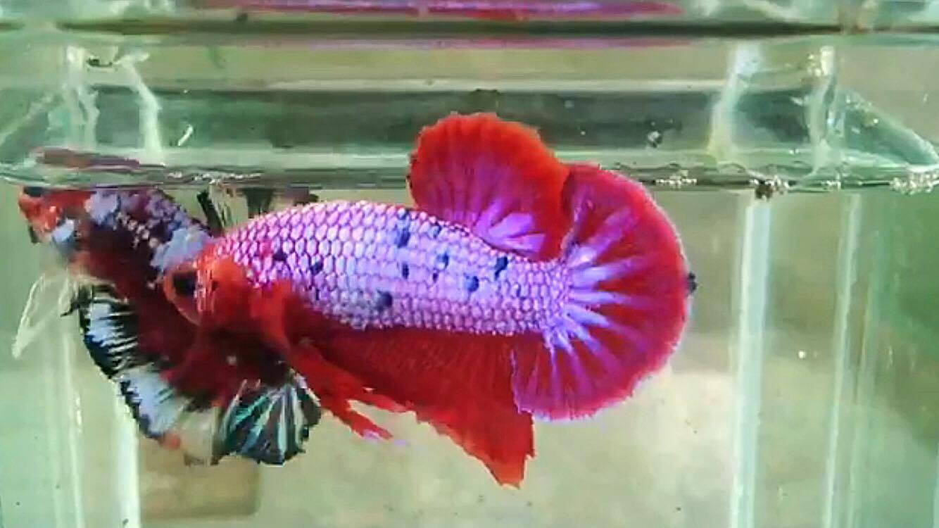ปลากัดคัดเกรดครีบสั้น - Halfmoon Plakad Fancy Dragon Quality Grade