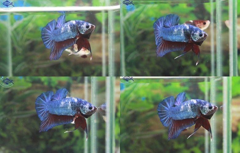 (ขายแล้วครับ)"คัดเกรด"ปลากัดครีบสั้น-Halfmoon Plakats Super Fancy