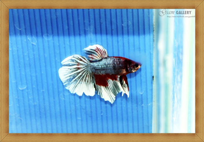 ปลากัดครีบยาว - Fancy Halfmoon 011