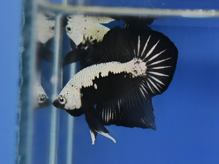 'ปลาวัยรุ่นอนาคตไกล' ปลากัดคัดเกรดครีบสั้น - Halfmoon Plakad Black Samurai Premium Quality Grade