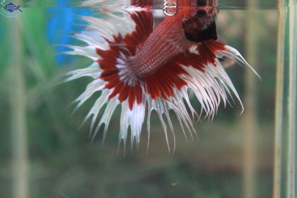 (ขายแล้วครับ)ปลากัดครีบยาวหางมงกุฏ-Crowntails Fancy