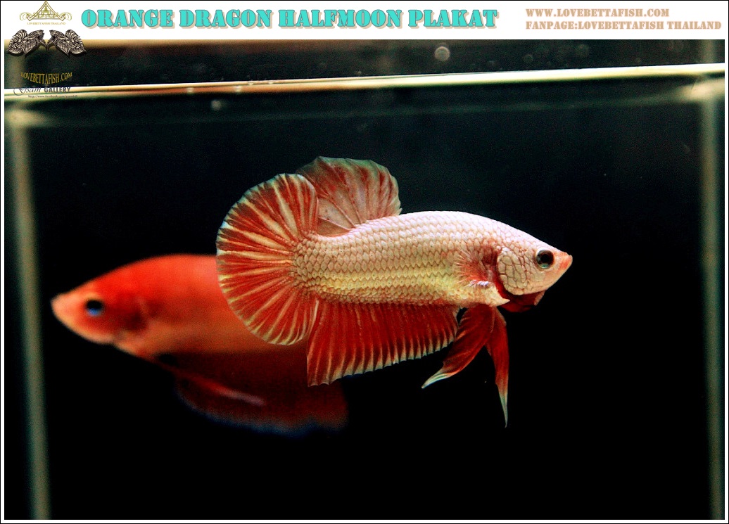 (ขายแล้วครับ)"คัดเกรด"ปลากัดครีบสั้น-Halfmoon Plakats Orange Dragon