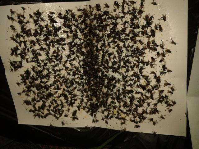 กาวเหนียวดักแมลง (ชนิดแผ่น ) 100 แผ่น