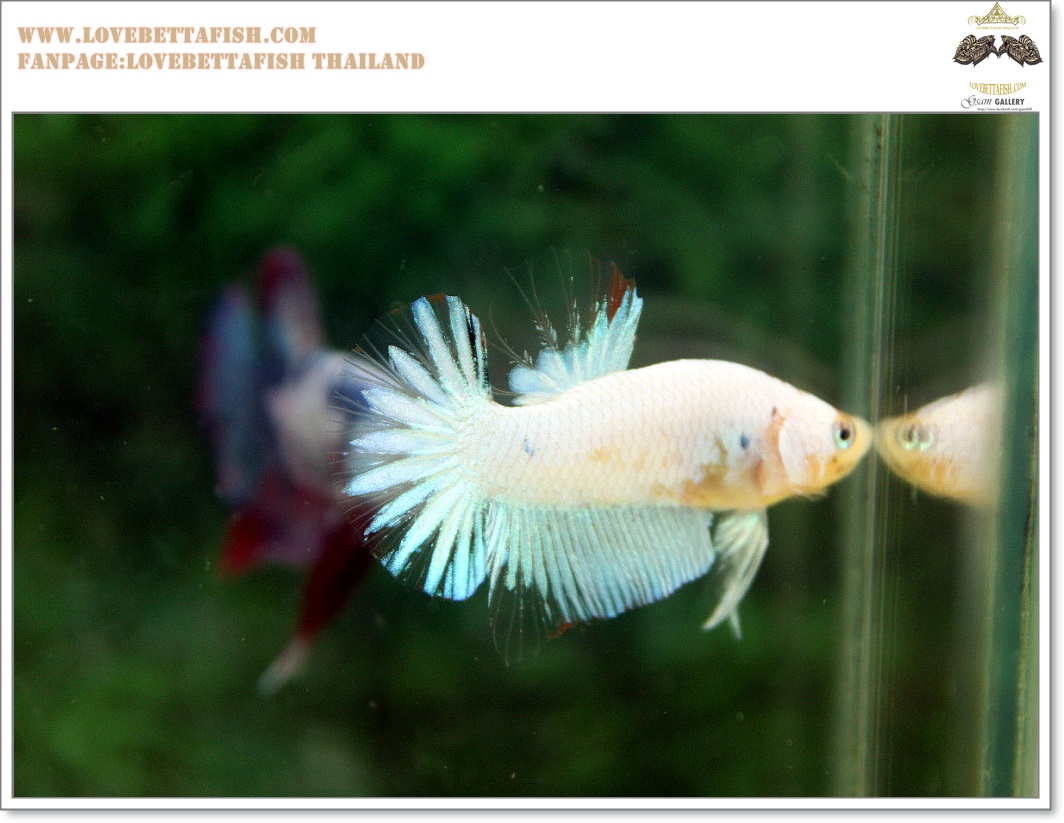 คัดเกรดปลากัดครีบสั้น-Halfmoon Plakat Fancy Nice Marble Dragon