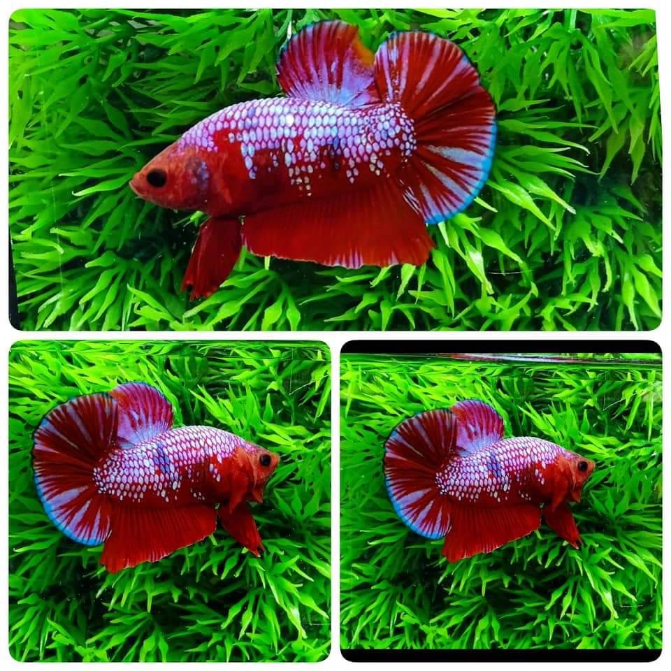 ปลากัดคัดเกรดครีบสั้น - Halfmoon Plakad Fancy Dragon Premium Quality Grade