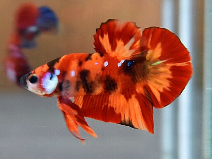 'นีโม่ ลายเสือไฟ'ปลากัดคัดเกรดครีบสั้น - Halfmoon Plakad Fancy Nemo Fire Tiger Premium Quality Grade