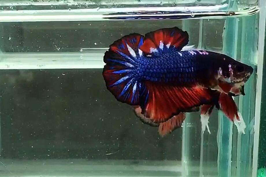 ปลากัดคัดเกรดครีบสั้น - Halfmoon Plakad Facny Dragon Quality Grade
