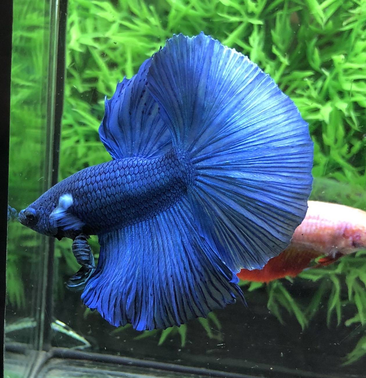 ปลากัดคัดเกรดครีบยาว - Halfmoon Super Blue Premium Quality Grade