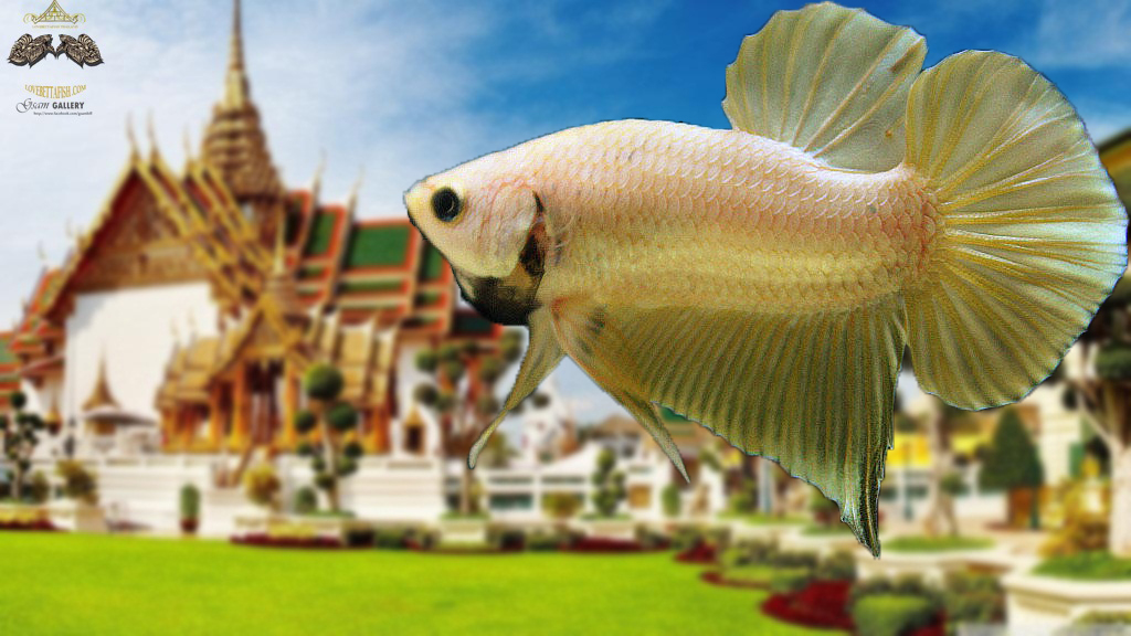 (ขายแล้วครับ)"คัดเกรด"ปลากัดครีบสั้น-Halfmoon Plakats Gold Dragon