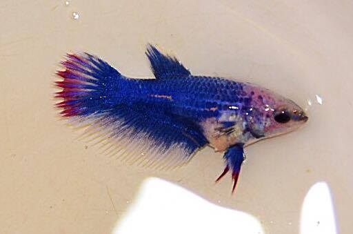"ลายธงชาติ"ปลากัดคัดเกรดครีบยาวหางมงกุฎเพศเมีย - Female CrownTails Thailand Premium Quality Grade AAA+