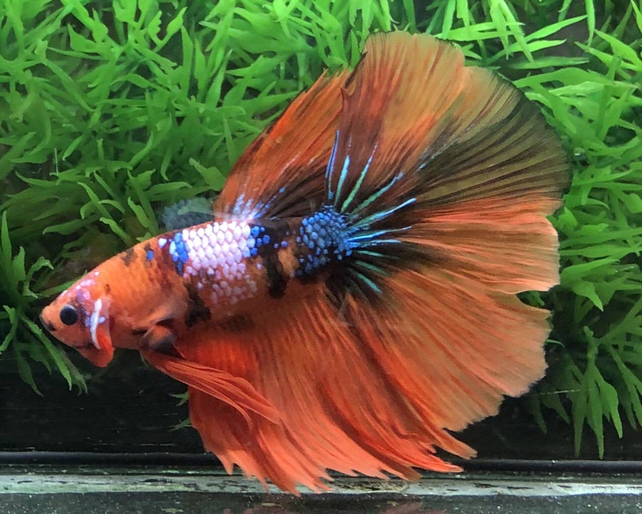 ปลากัดคัดเกรดครีบยาว - Halfmoon Fancy Koi Candy Premium Quality Grade