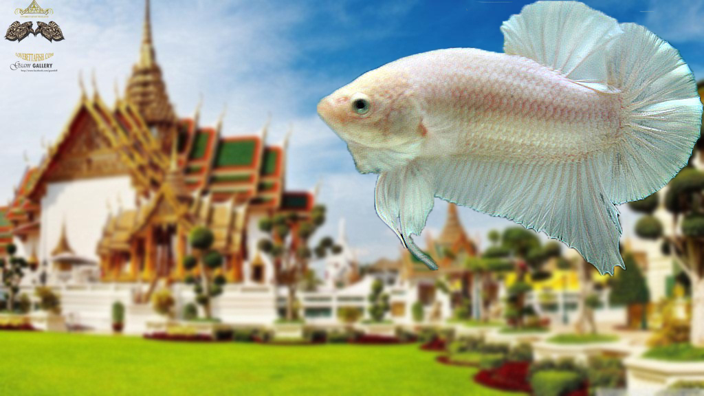 (ขายแล้วครับ)"คัดเกรด"ปลากัดครีบสั้น-Halfmoon Plakats White platinum Grade A