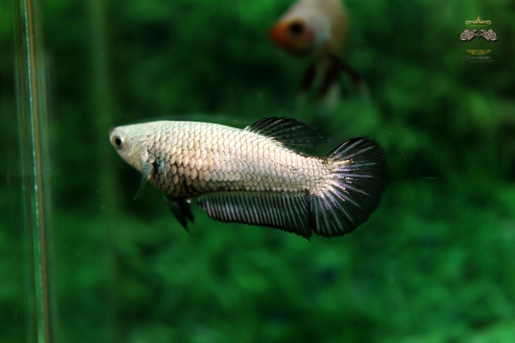 คัดเกรดปลากัดครีบสั้นตัวเมีย- Female Halfmoon Plakad Premium Quality Grade Black Dragon Full Mask AAA+