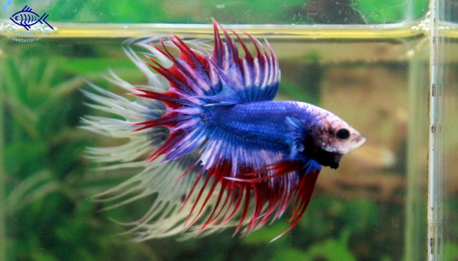 (ขายแล้วครับ)ปลากัดครีบยาวหางมงกุฏ-Crowntails Thailand