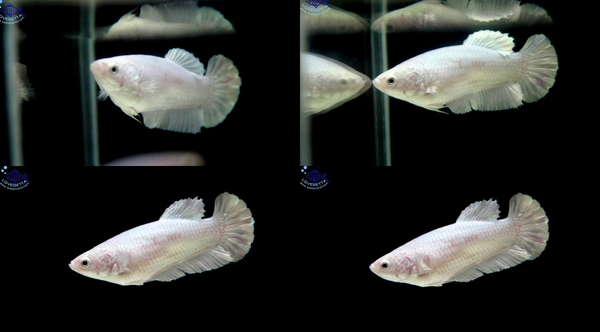 (ขายแล้วครับ)"คัดเกรด"ปลากัดครีบสั้นตัวเมีย-Halfmoon Plakats Female White Platinum