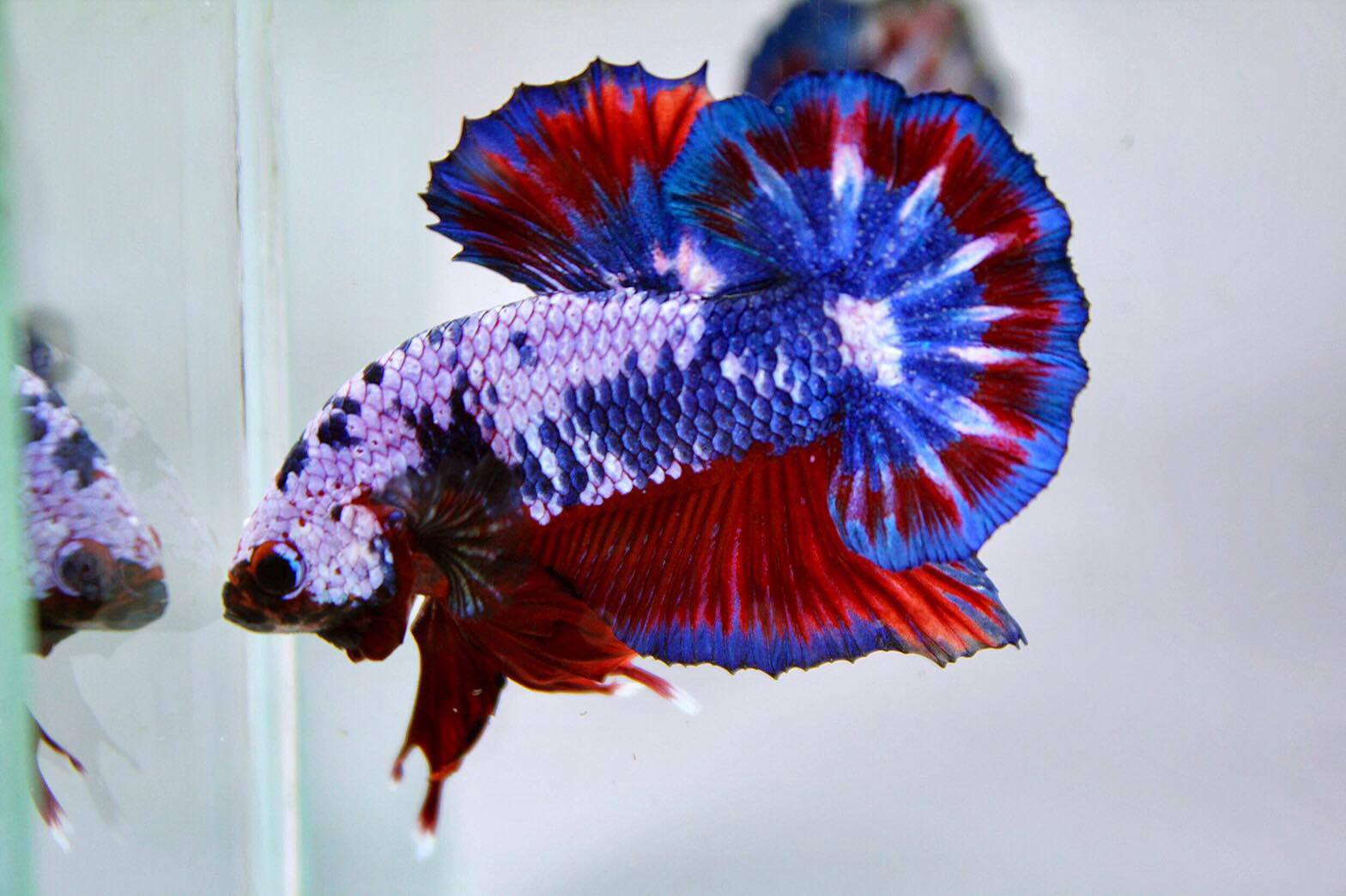 ปลากัดคัดเกรดครีบสั้นลายธงชาติ - Halfmoon Plakad Fancy Dragon Thailand Premium Quality Grade