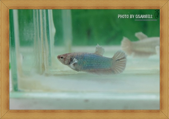 (ขายแล้วครับ)ปลากัดครีบสั้นหูช้าง - Halfmoon Plakats Big Ear Female