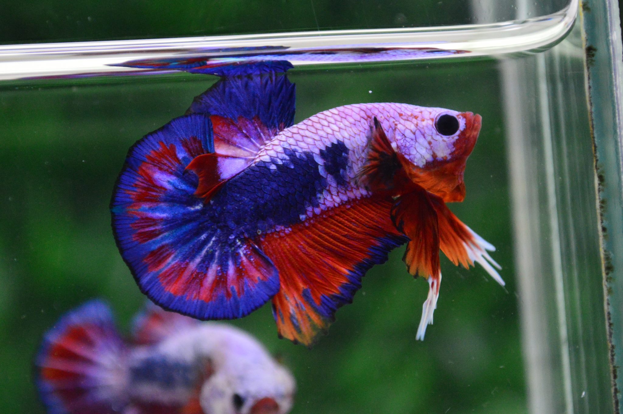 ปลากัดคัดเกรดครีบสั้น - Halfmoon Plakad Fancy Dragon Premium Quality Grade AAA+