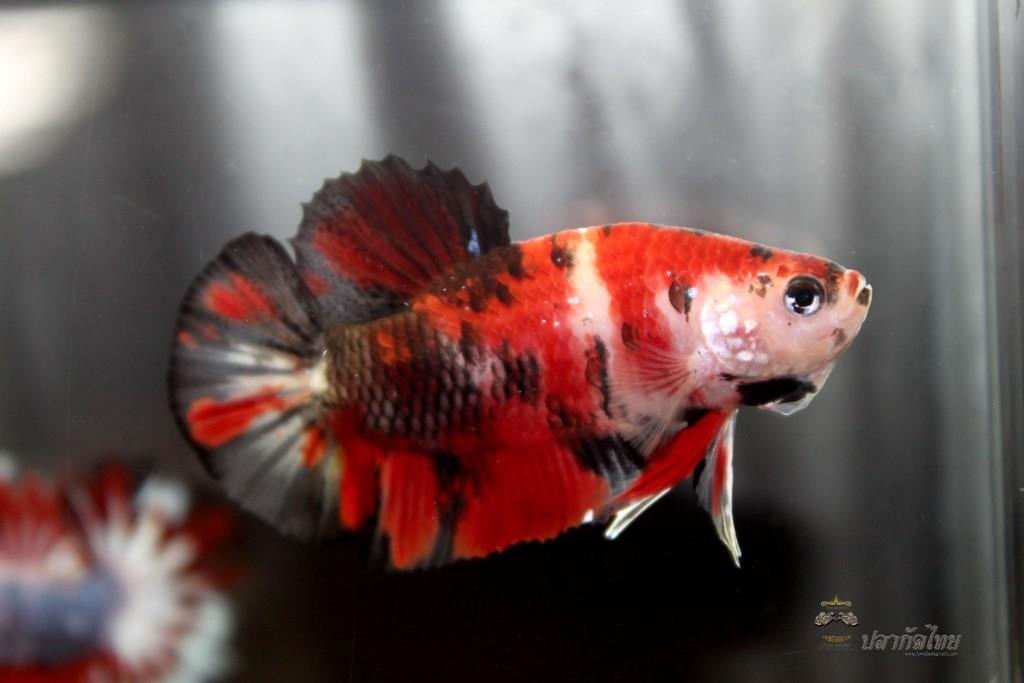 ปลากัดคัดเกรดครีบสั้น - Halfmoon Plakad Fancy Koi Quality Grade