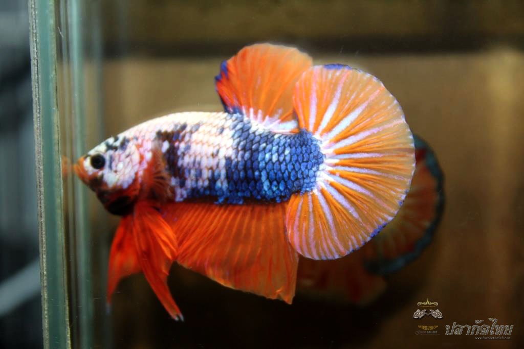 ปลาใหญ่ขนาดเกือบ 1.8-1.9 นิ้ว ปลากัดคัดเกรดครีบ - Halfmoon Plakad Fancy Orange Mustrad Premium Quality Grade