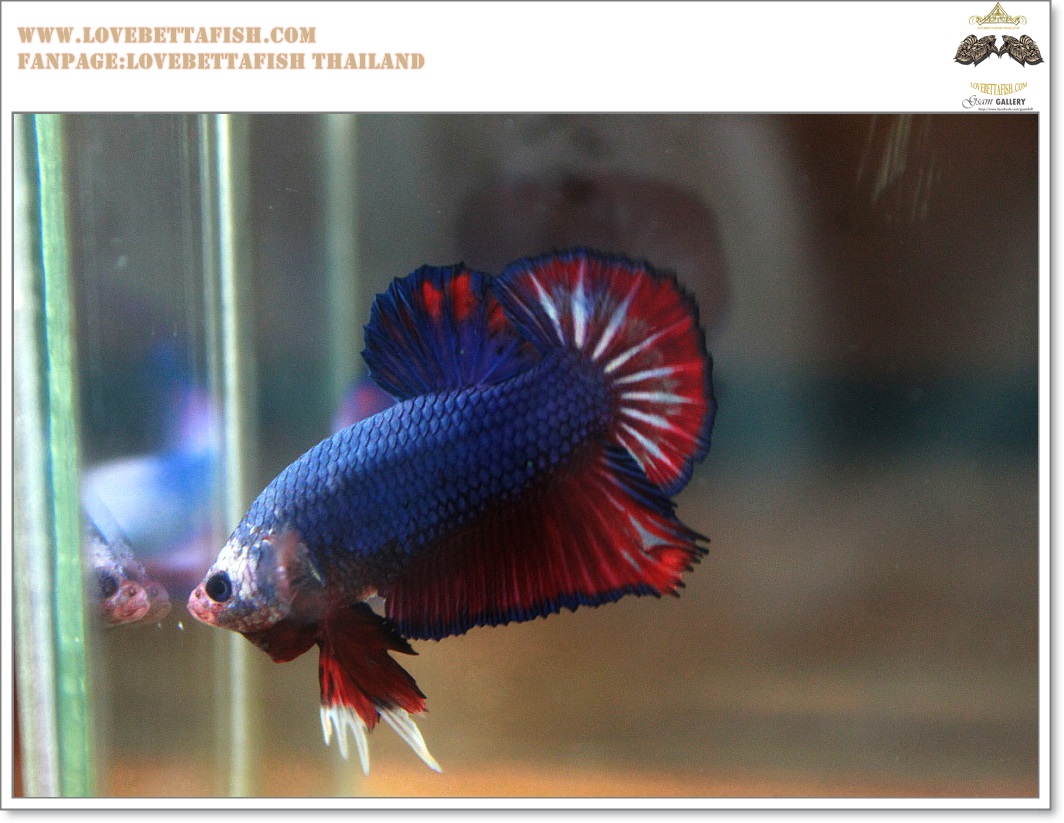 คัดเกรดปลากัดครีบสั้น-Halfmoon Plakat Fancy Red Blue Dragon