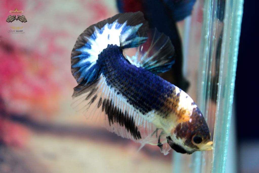 ปลากัดคัดเกรดครีบสั้น - Halfmoon Plakad Over Tails BlackBlue White Premium Quality Grade AAA+