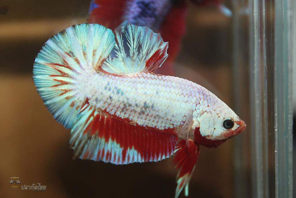 ปลากัดคัดเกรดครีบสั้น - Halfmoon Plakad Fancy Dragon Premium Quality Grade
