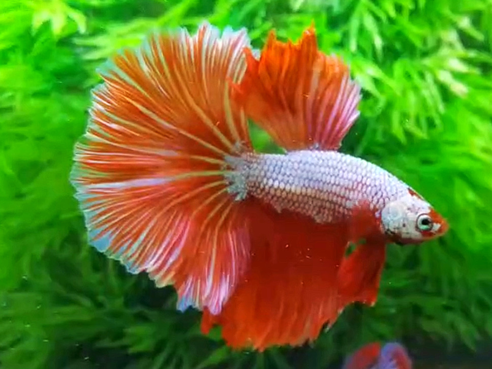 ปลากัดคัดเกรดครีบยาว - Halfmoon Fancy Orange Dragon Premium Quality Grade