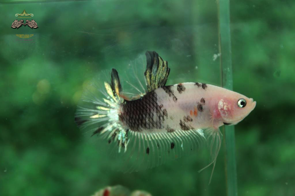 ปลากัดคัดเกรดครีบสั้น - Halfmoon Plakad Fancy Koi Quality Grade