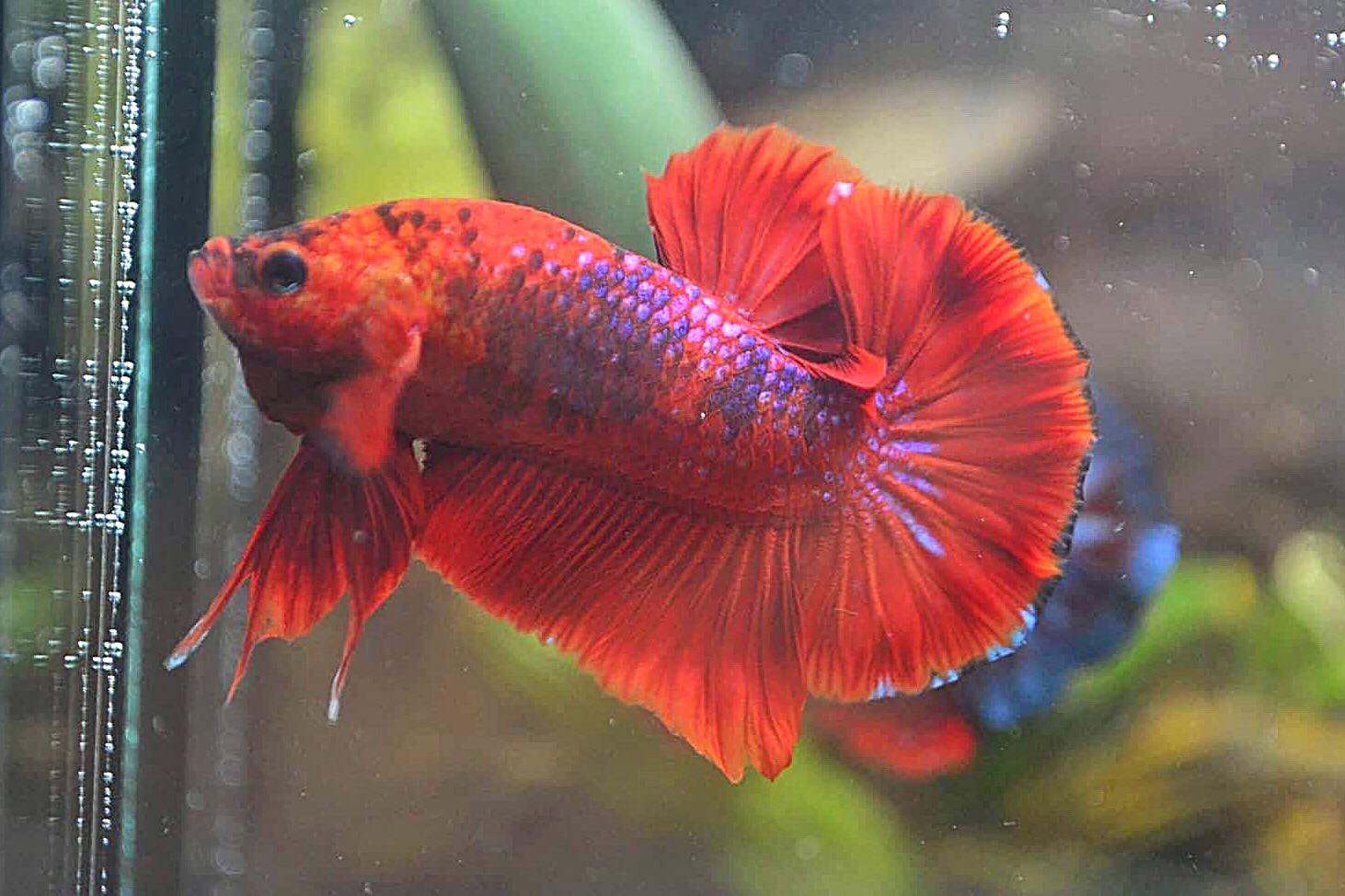 ปลากัดคัดเกรดครีบสั้น - Halfmoon Plakad Fancy Dragon Quality Grade