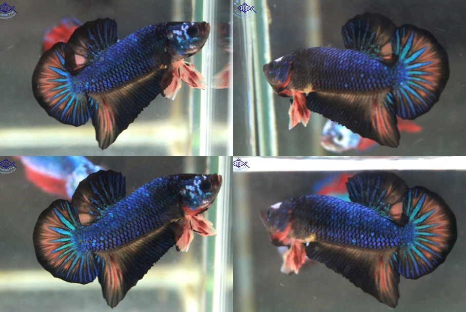 (ขายแล้วครับ)"คัดเกรด"ปลากัดครีบสั้น-Halfmoon Plakats Fancy