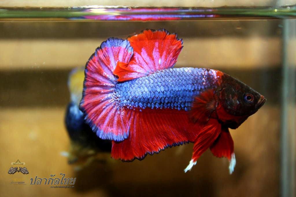ปลากัดคัดเกรดครีบ - Halfmoon Plakad Red Devil Monster Premium Quality Grade
