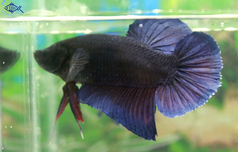 (ขายแล้วครับ)"คัดเกรด"ปลากัดยักษ์ครีบสั้น-Giant Fancy Lavender