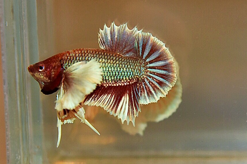 “หูใหญ่มากหูเป็นพวง”ปลากัดคัดเกรดครีบสั้นหูช้าง - Halfmoon Plakad Big Ear Premium Quality Grade AAA+