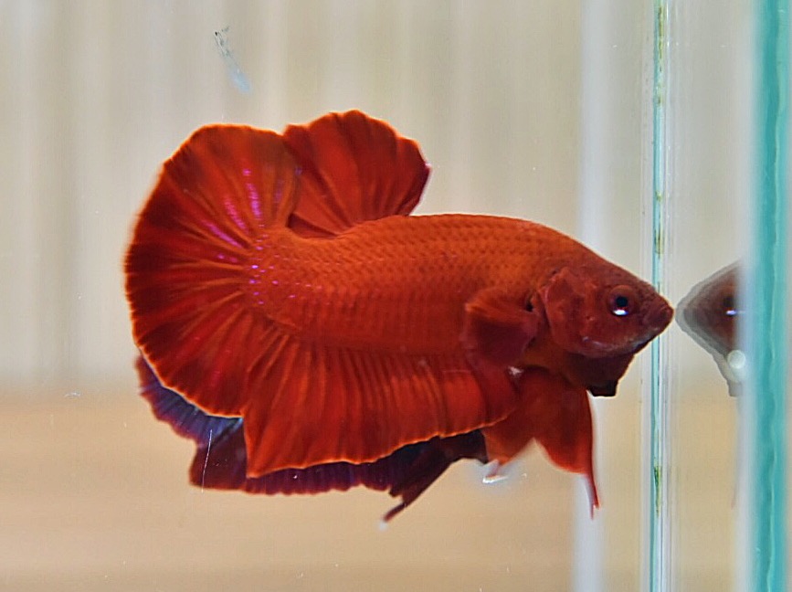 ปลากัดคัดเกรดครีบสั้น - Halfmoon Plakad Super Red Premium Quality Grade