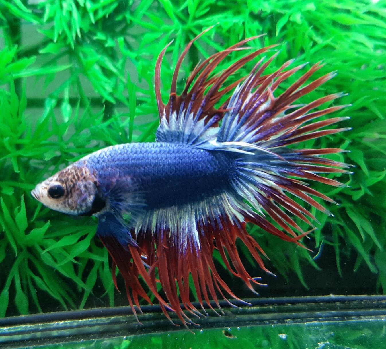 ปลากัดครีบยาวหางมงกุฎลายธงชาติไทย-Crowntails Thailand Colors Premium Quality Grade