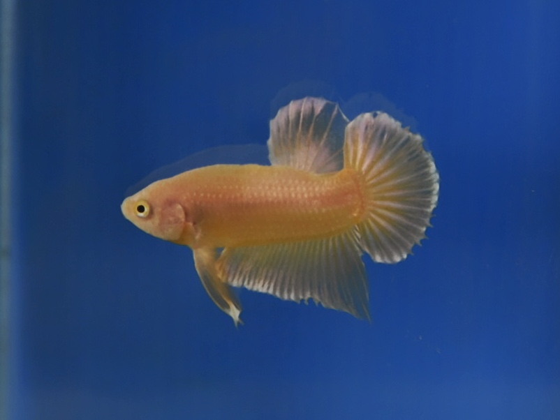ปลากัดคัดเกรดครีบสั้น - Halfmoon Plakad Super Gold Quality Grade